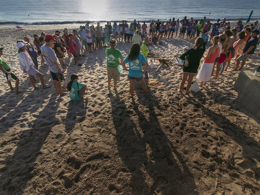 Audience at summertime Turtle Dig